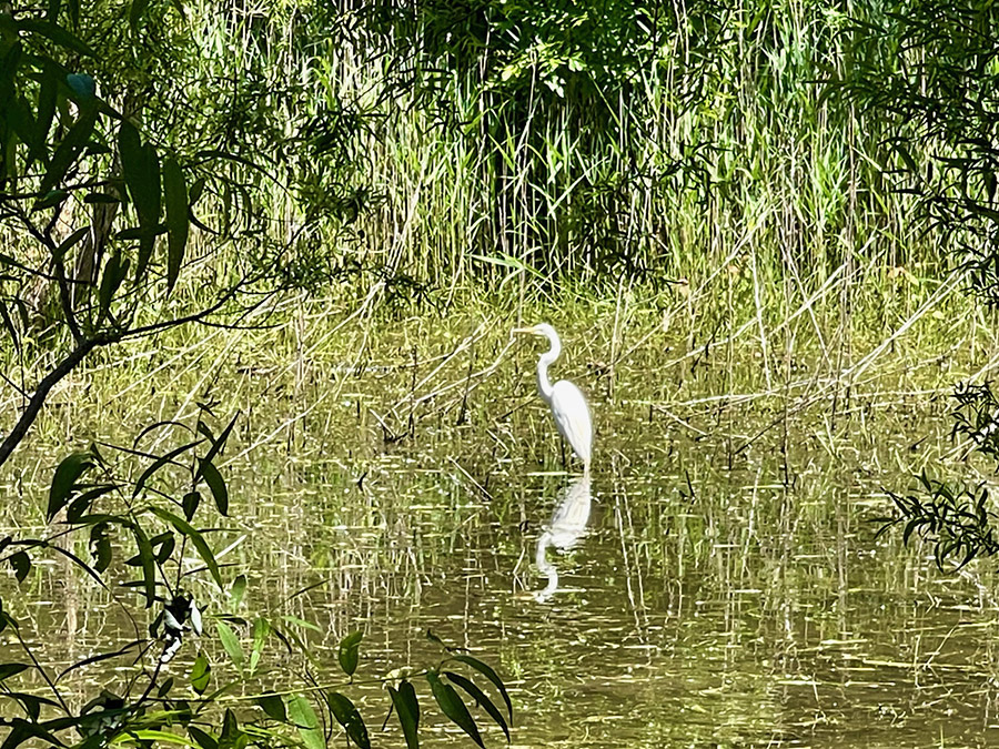 Egret